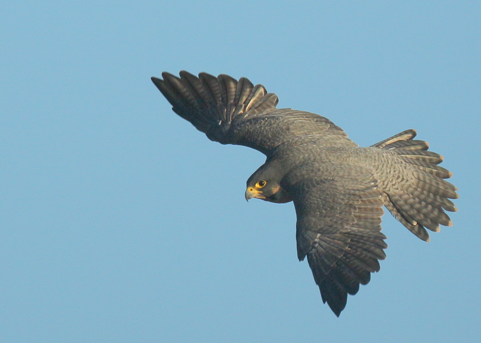 Peregrine Falcon in flight: Lawrence